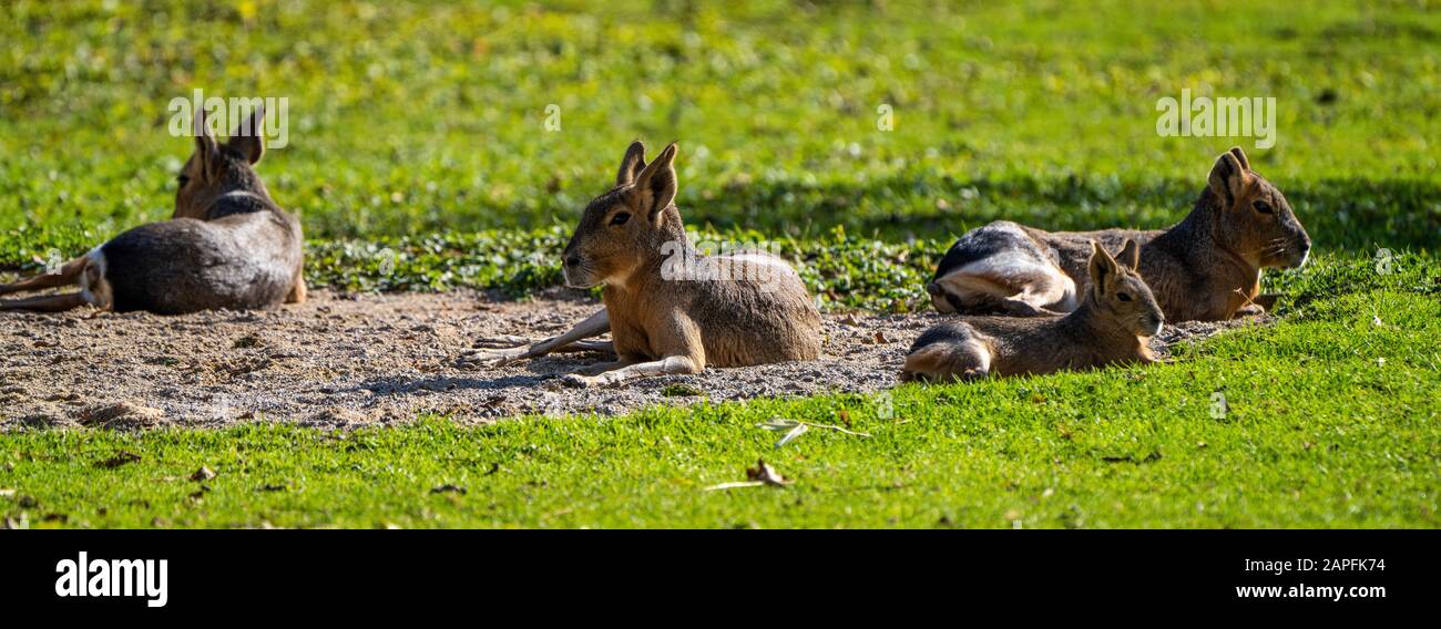 Patagonian Mara, Dolichotis patagonum. Diese großen Verwandte der Meerschweinchen sind in der patagonischen Steppe Argentiniens, sondern leben in anderen Bereichen Stockfoto