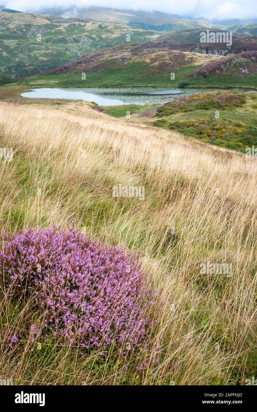 Heather wächst auf Moorflächen in der Nähe des Bearded Lake, in der Nähe von Aberdovey, Aberdyfi, Wales Stockfoto