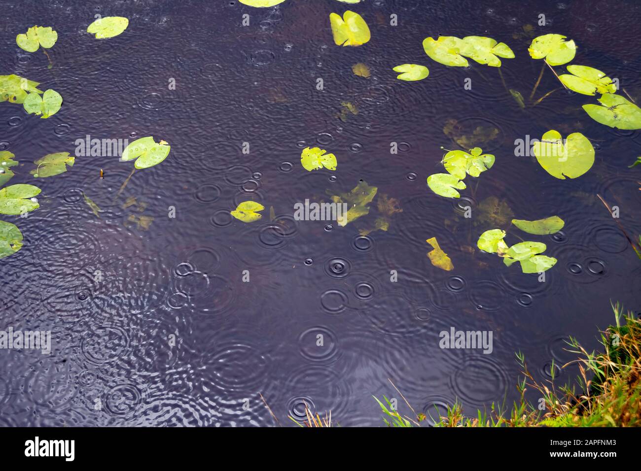 Regen fällt auf Wasser, Bearded Lake, in der Nähe von Aberdovey, Aberdyfi, Wales Stockfoto
