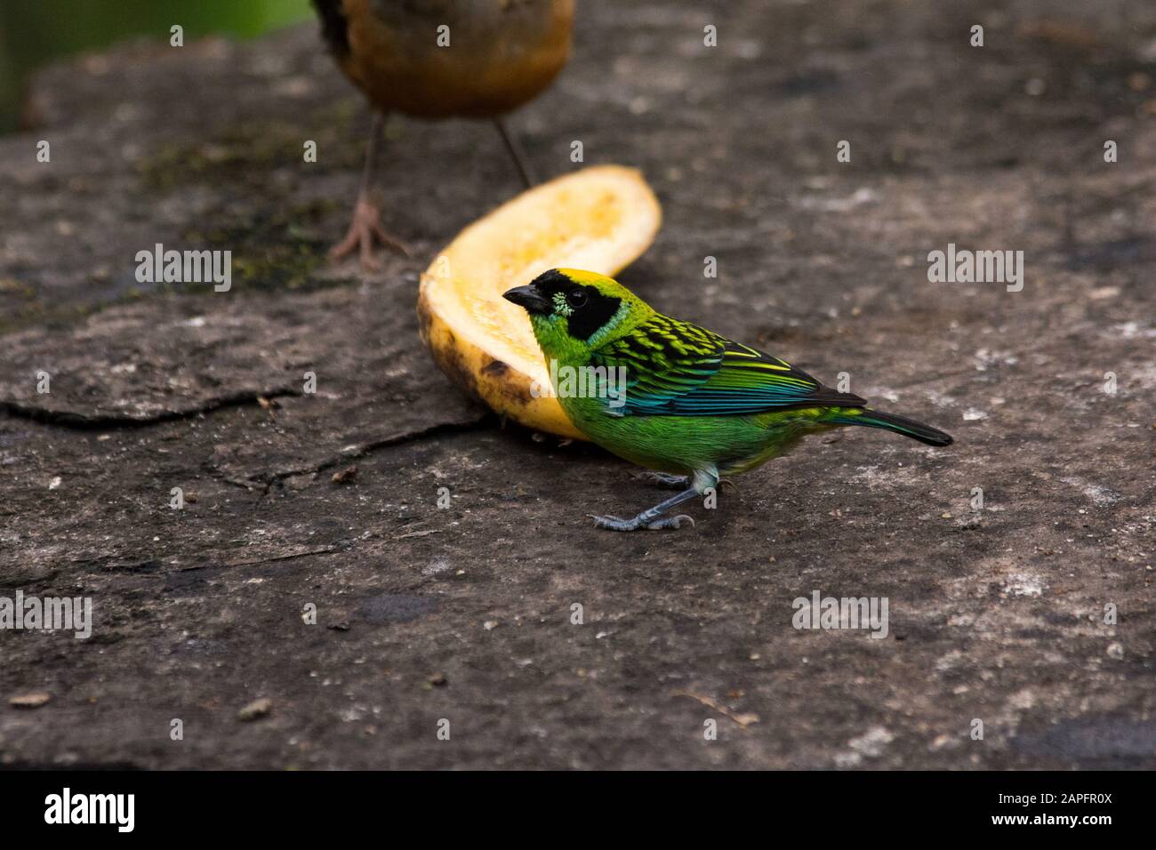 Grün-goldenes tanager im Wolkenwald, der die Osthänge der Anden bei Zamora in Ecuador bedeckt. Stockfoto