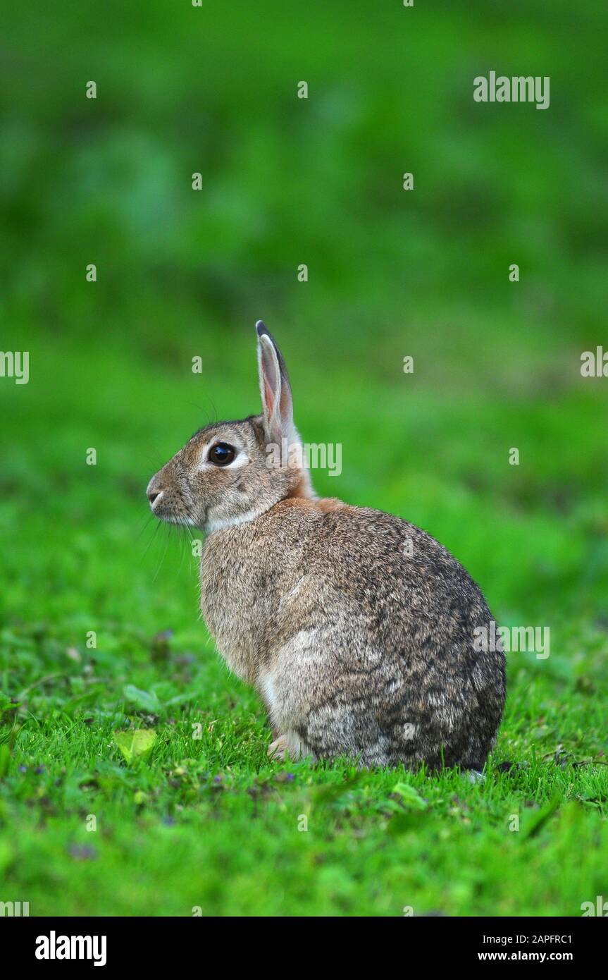 Kaninchen Oryctolagus cuniculus Stockfoto