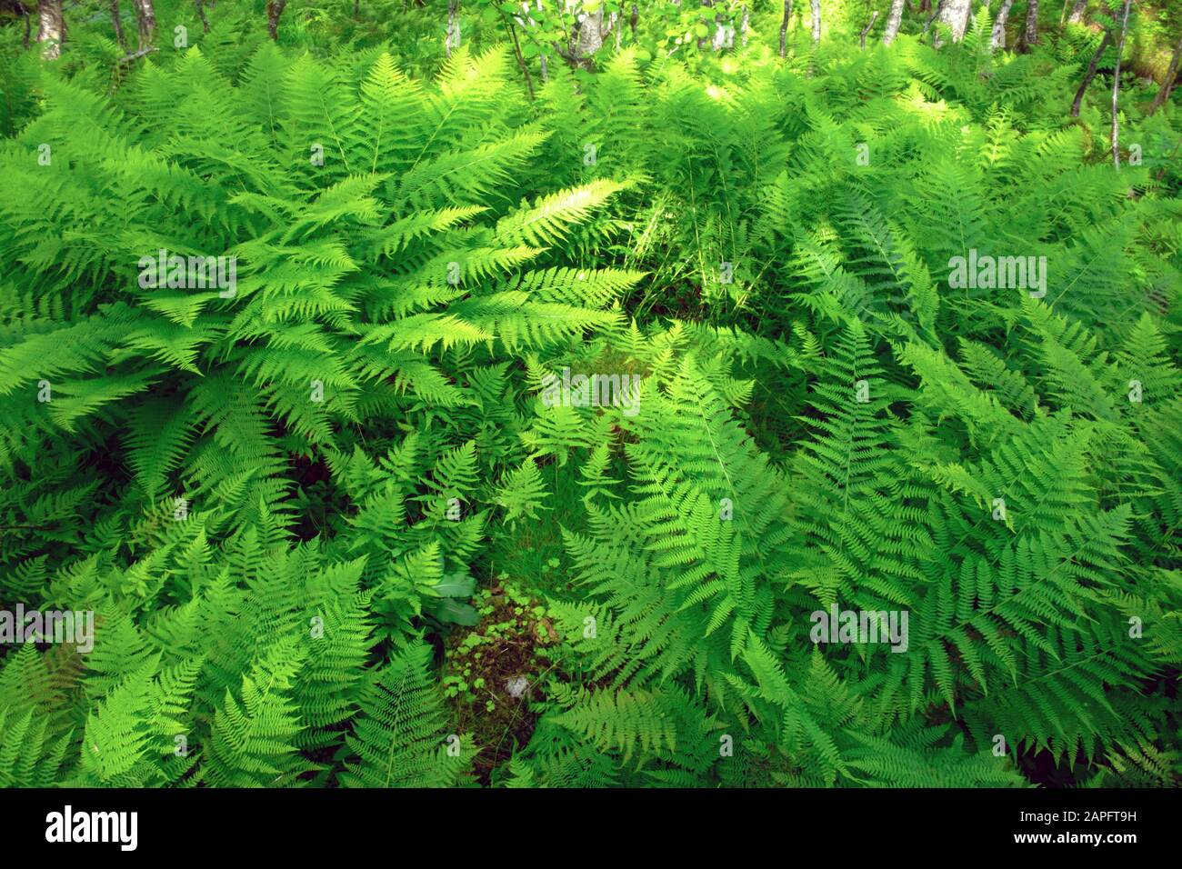 Üppige norvegianische Farn bushs im norwegischen Wald, Europa. Landschaftsfotografie Stockfoto