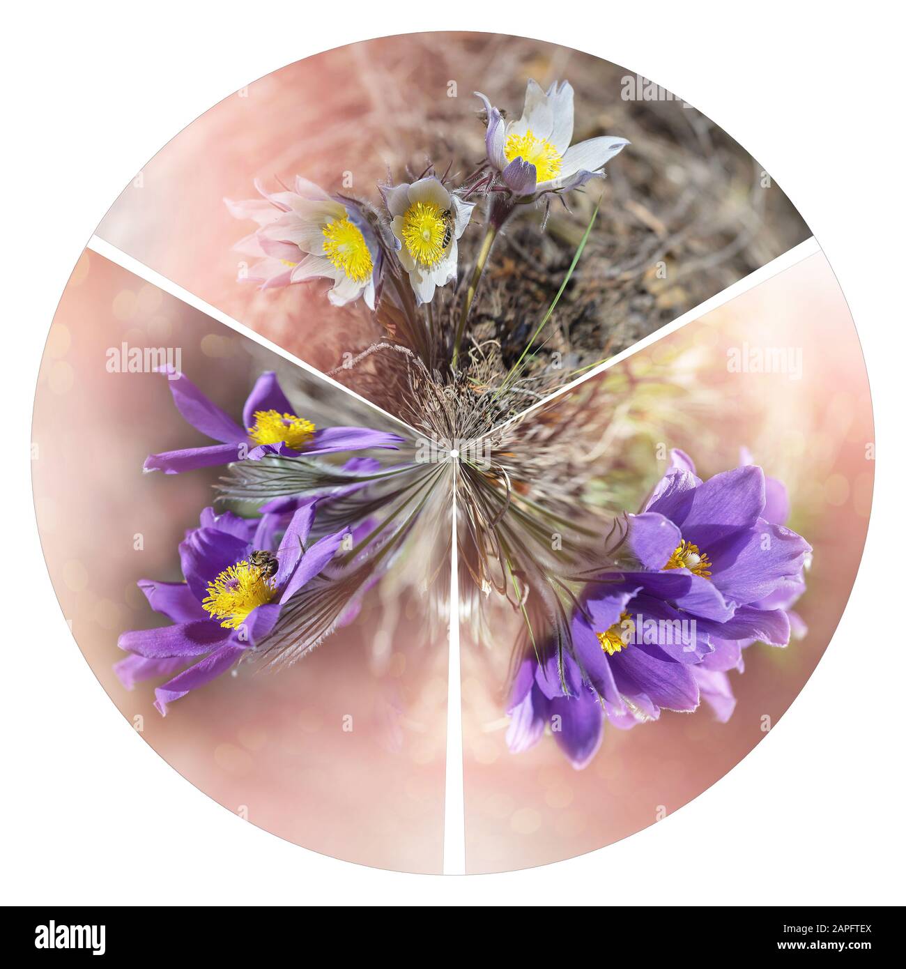 Runde Collage von drei Fotos von Frühlingsblumen Stockfoto