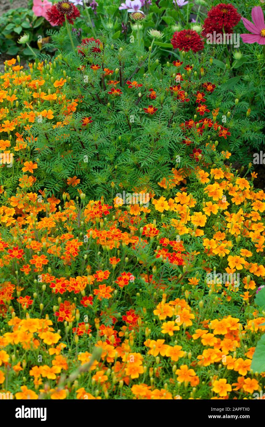 Signet Marigold (Tagetes tenuifolia var. signata) 'Carina', in Blüte Stockfoto