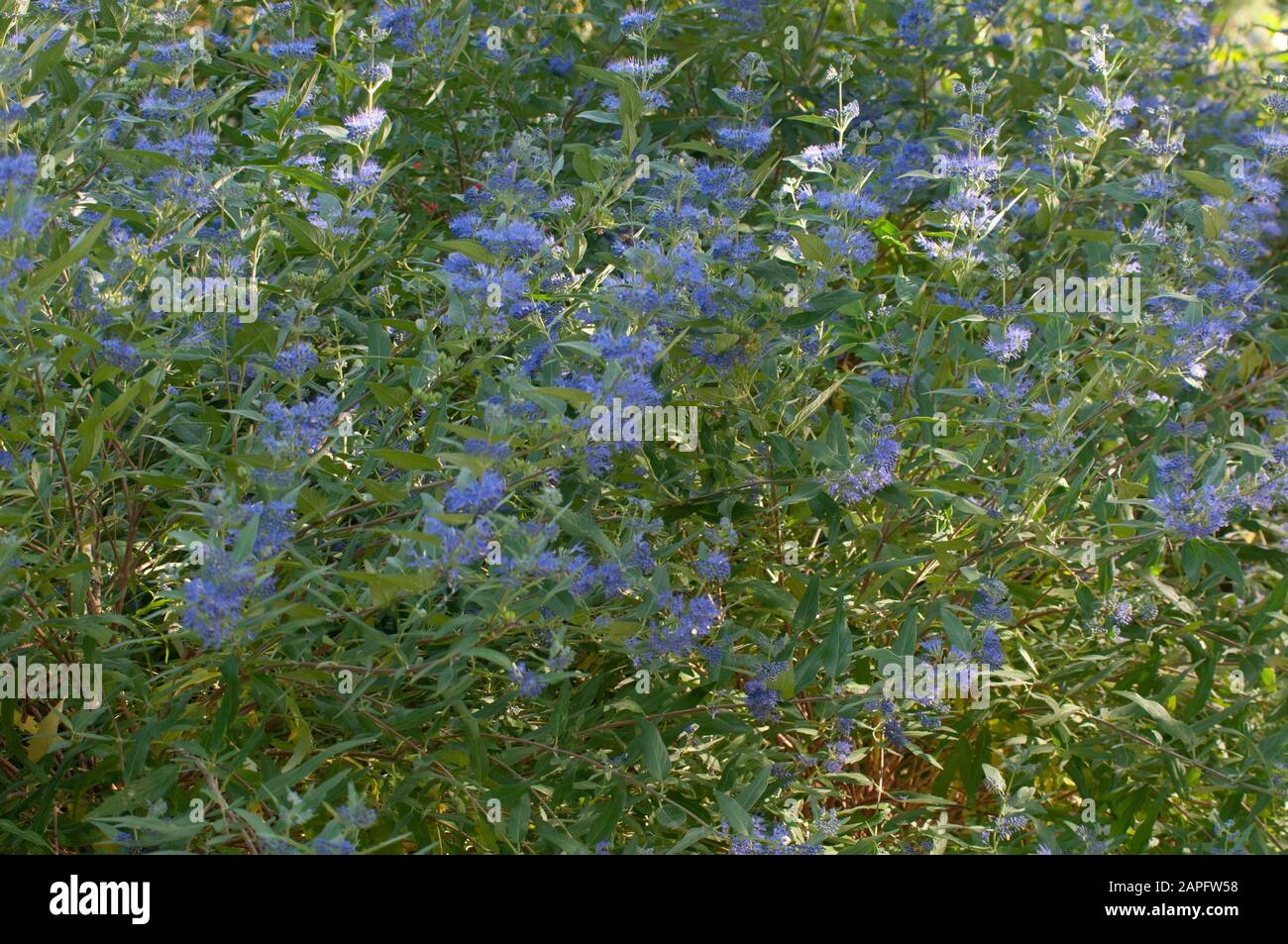 Blau blühender strauch Fotos und Bildmaterial in hoher Auflösung Alamy