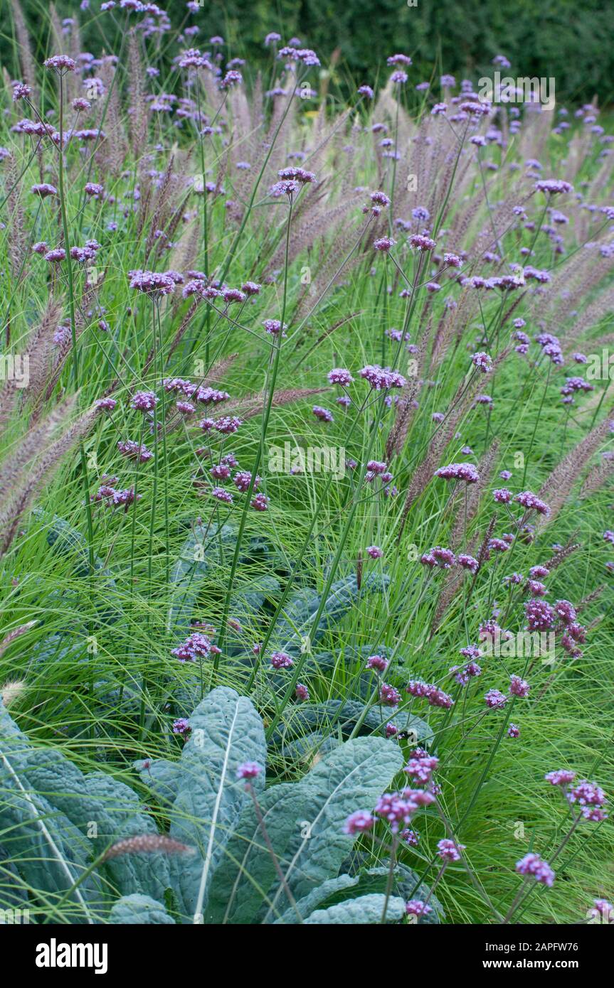 Purpletop Vain (Verbena bonariensis) und Chinese Fountaingrass