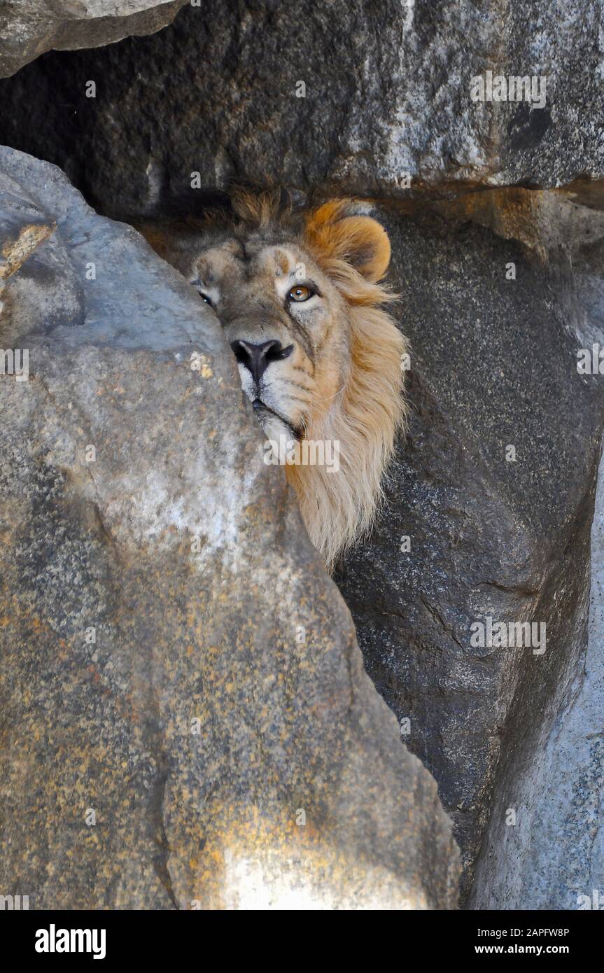 Ein asiatischer Löwe [Panthera leo persica], der sich zwischen Felsen versteckt, beobachtet und gähnelt und seine langen Zähne zeigt Stockfoto