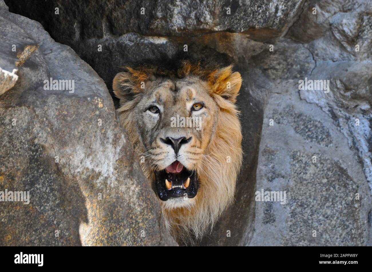 Ein asiatischer Löwe [Panthera leo persica], der sich zwischen Felsen versteckt, beobachtet und gähnelt und seine langen Zähne zeigt Stockfoto