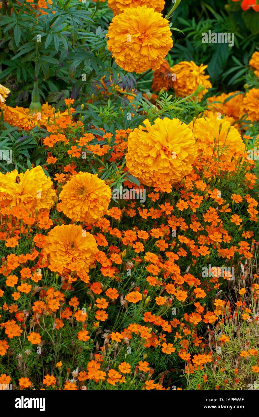 Signet Marigold (Tagetes tenuifolia) 'Luna Orange' und Mexican Marigold (Tagetes erecta) 'Sumo Orange' in Blüte Stockfoto