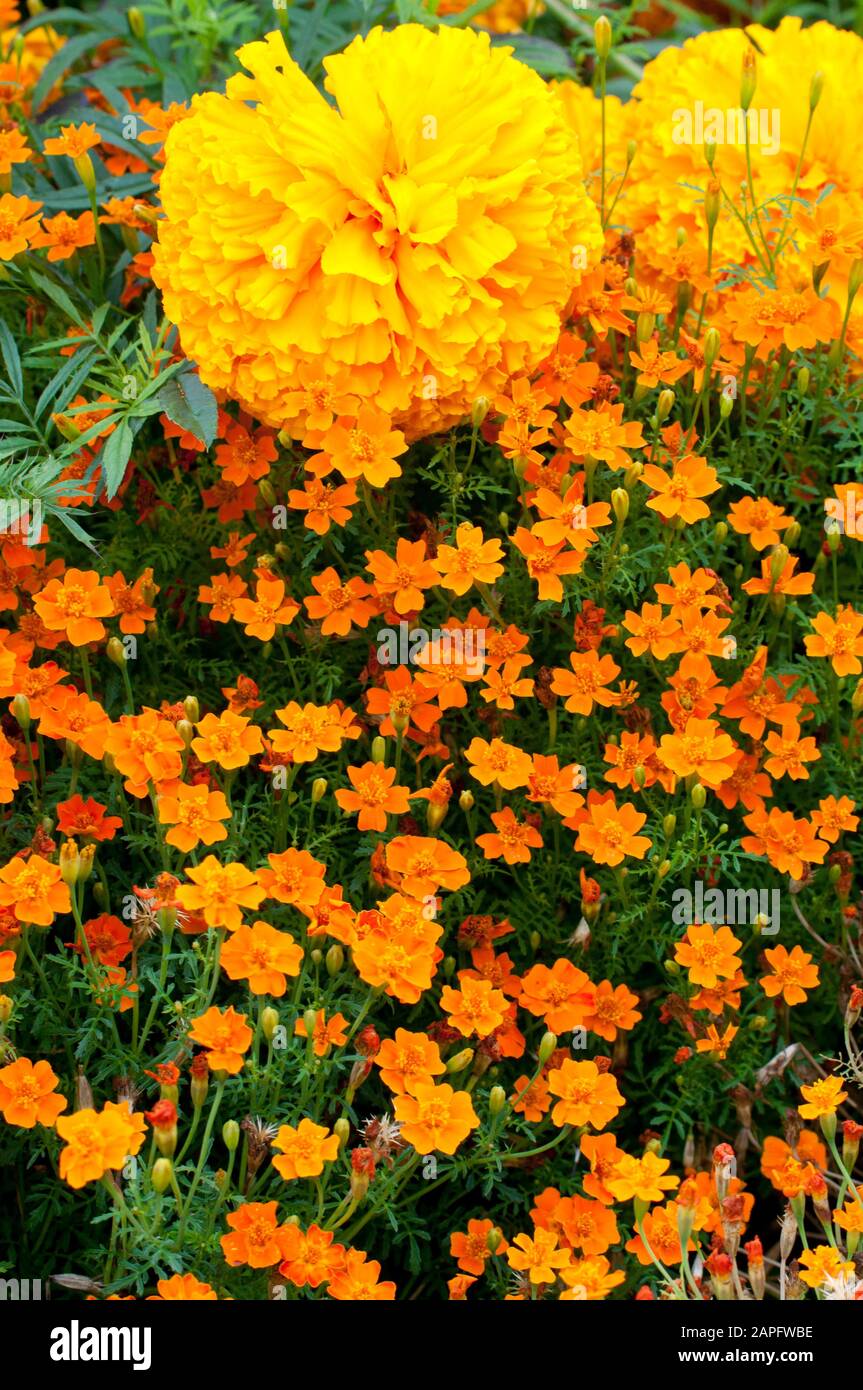 Signet Marigold (Tagetes tenuifolia) 'Luna Orange' und Mexican Marigold (Tagetes erecta) 'Sumo Orange' in Blüte Stockfoto