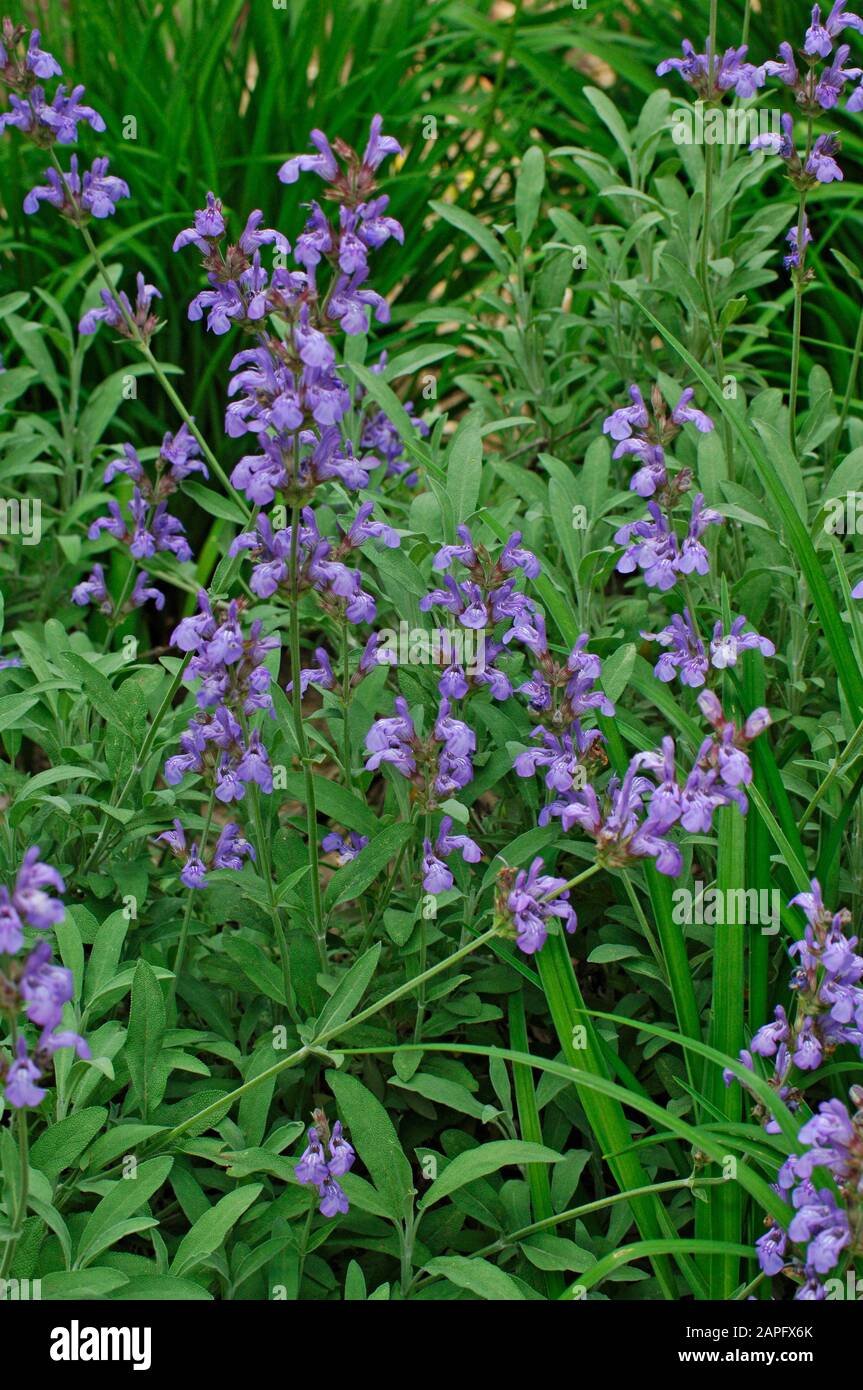 Seedeo Lavendelsalbei Samen – 50 Stück, Spanischer Salbei (Salvia Lavandulafolia), Für Kräutergarten, Heilpflanze