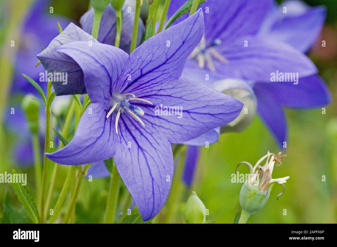 Grandiflorus -Fotos und -Bildmaterial in hoher Auflösung – Alamy