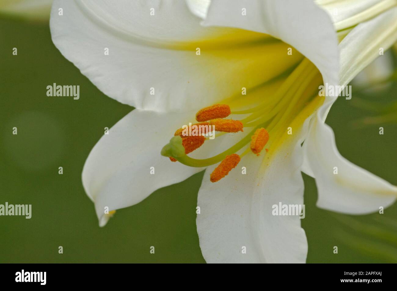 Regale Lily (Lilium regale) 'Album', Blume Stockfoto