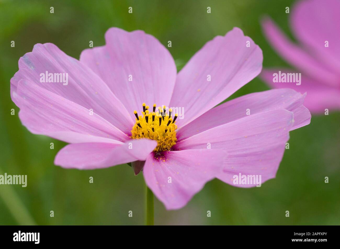 Gartenkosmos (Cosmos bipinnatus) Blume Stockfoto