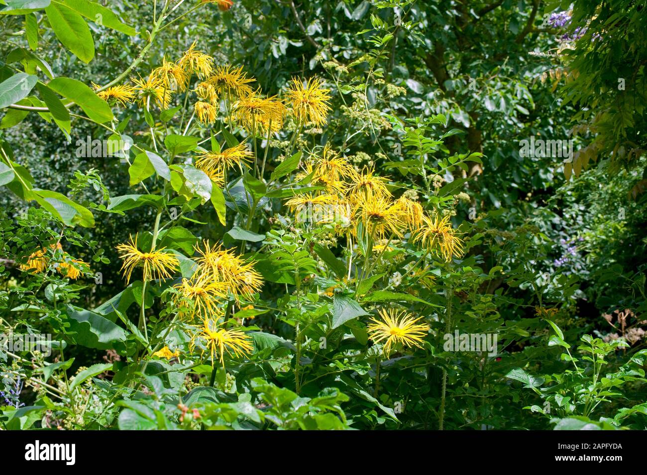 Gelbes Oxeye (Telekia speciosa) in Blüte Stockfoto