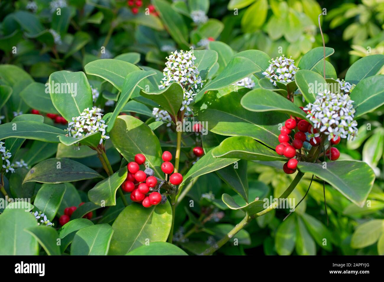 Japanische Skimmia (Skimmia japonica) 'Rubella'. Früchte und Blumen im Winter Stockfoto