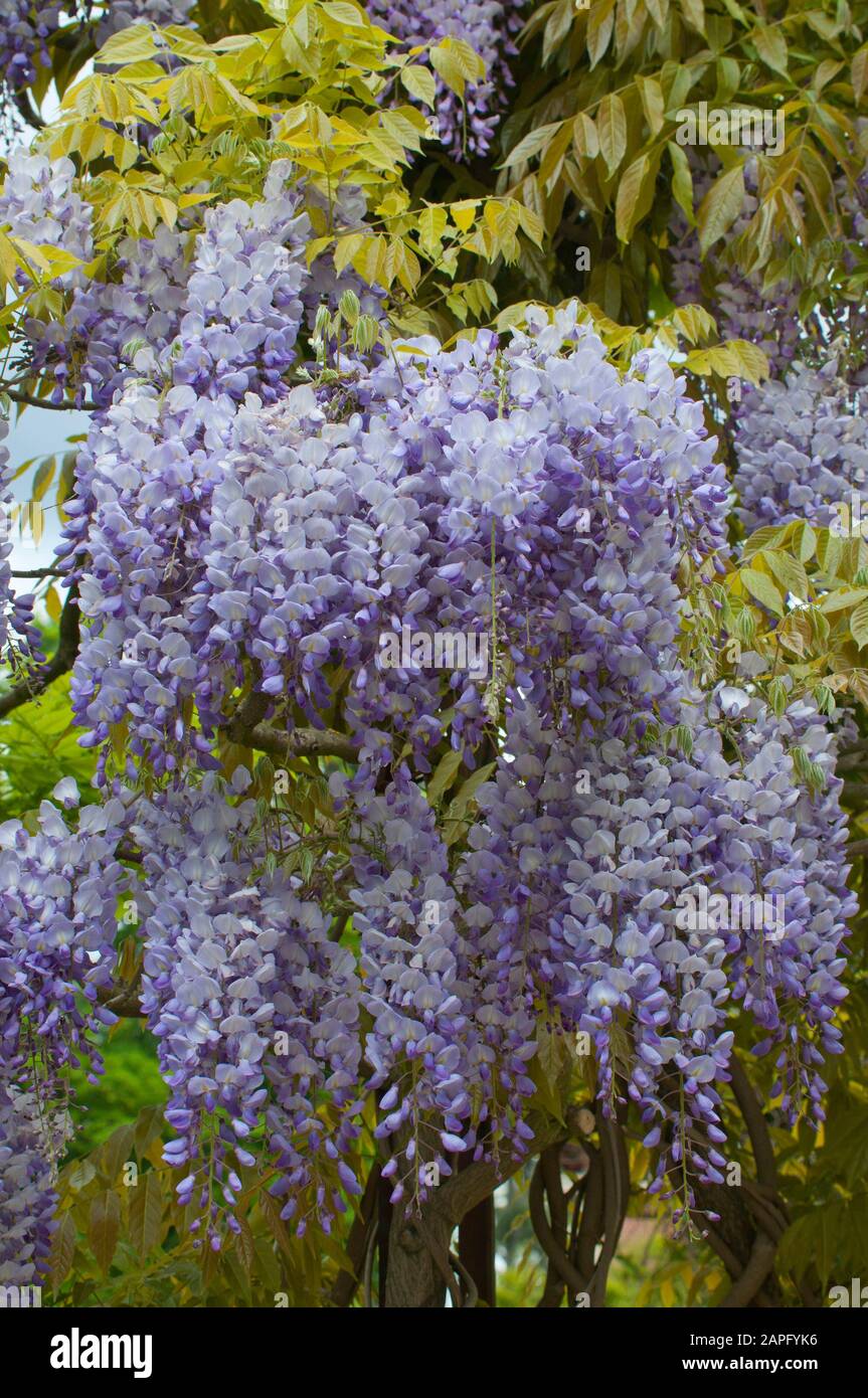 Japanische Wisteria Blauregen Glycine rosa Blüten Sorte /" Honbeni /"
