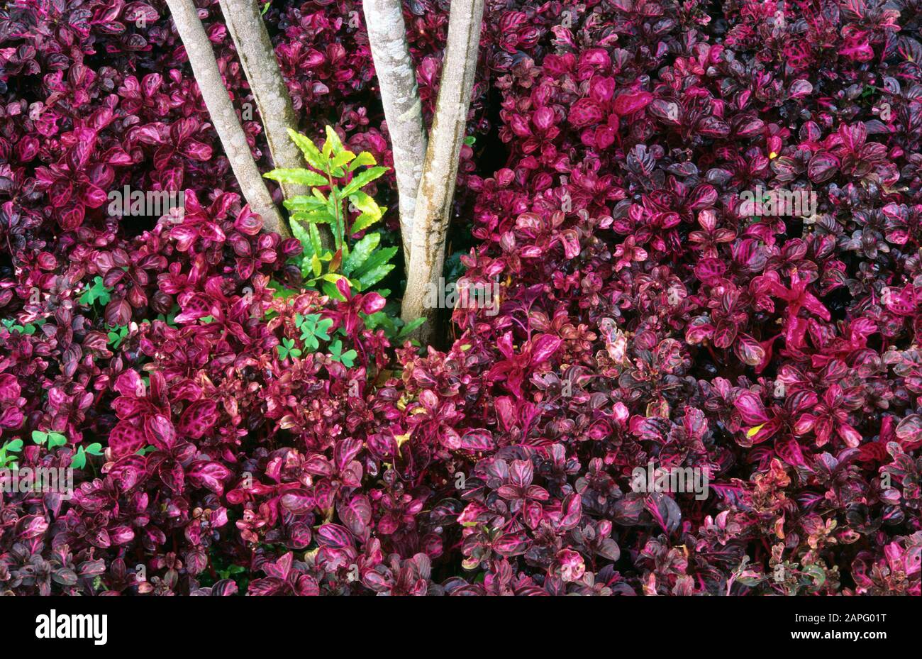 Herbsts Blutblatt Iresine Herbstii Stockfotos und bilder Kaufen Alamy