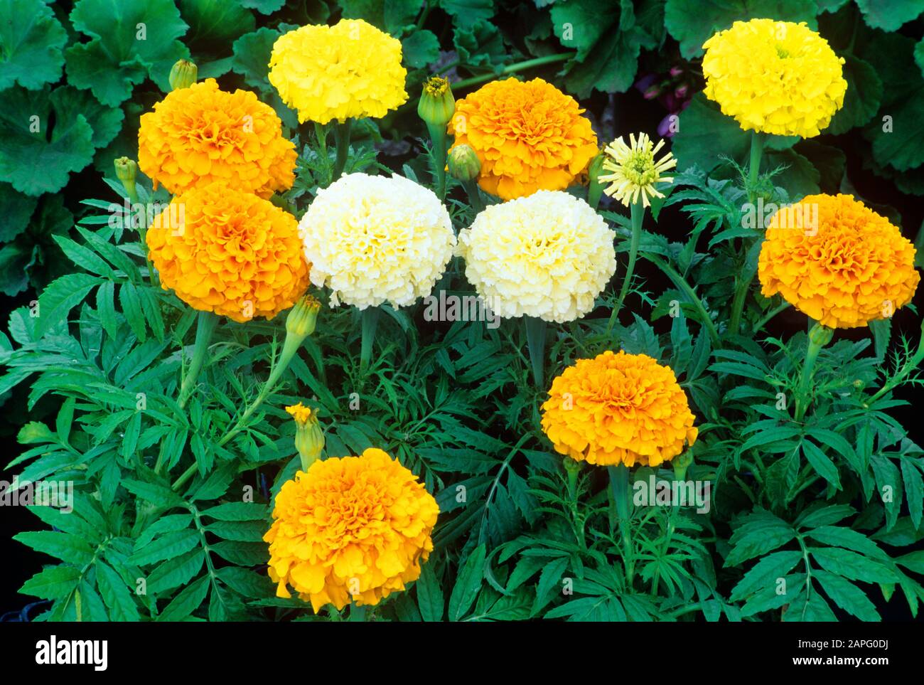 Mexikanische Marigold (Tagetes erecta) gemischte Blumen Stockfoto