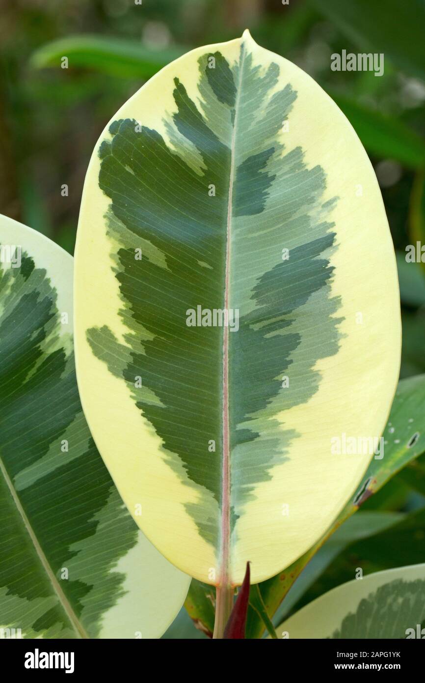 Variierter Gummibaum Ficus elastica 
