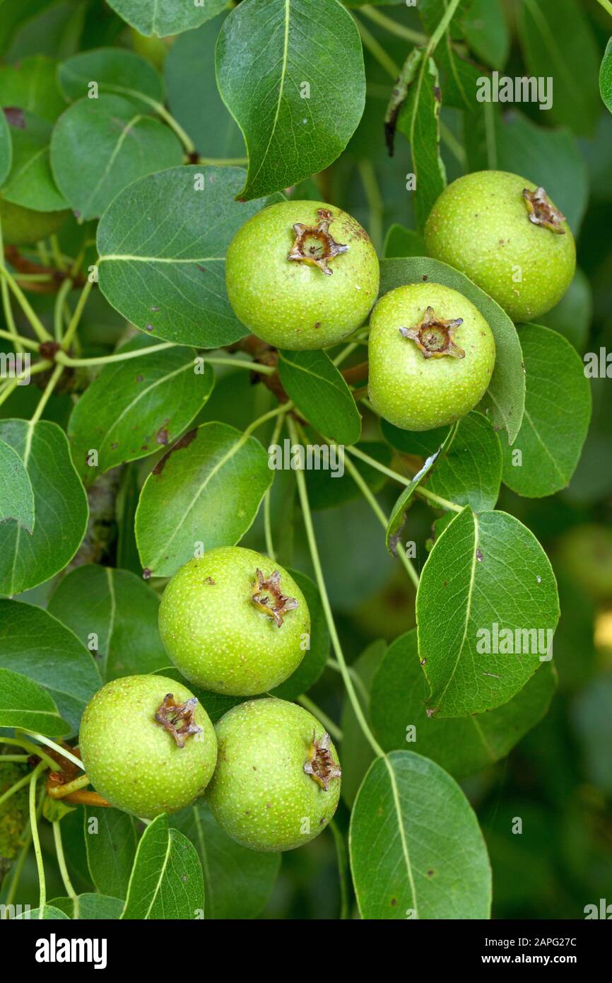Pyrus communis subsp Fotos und Bildmaterial in hoher Auflösung Alamy