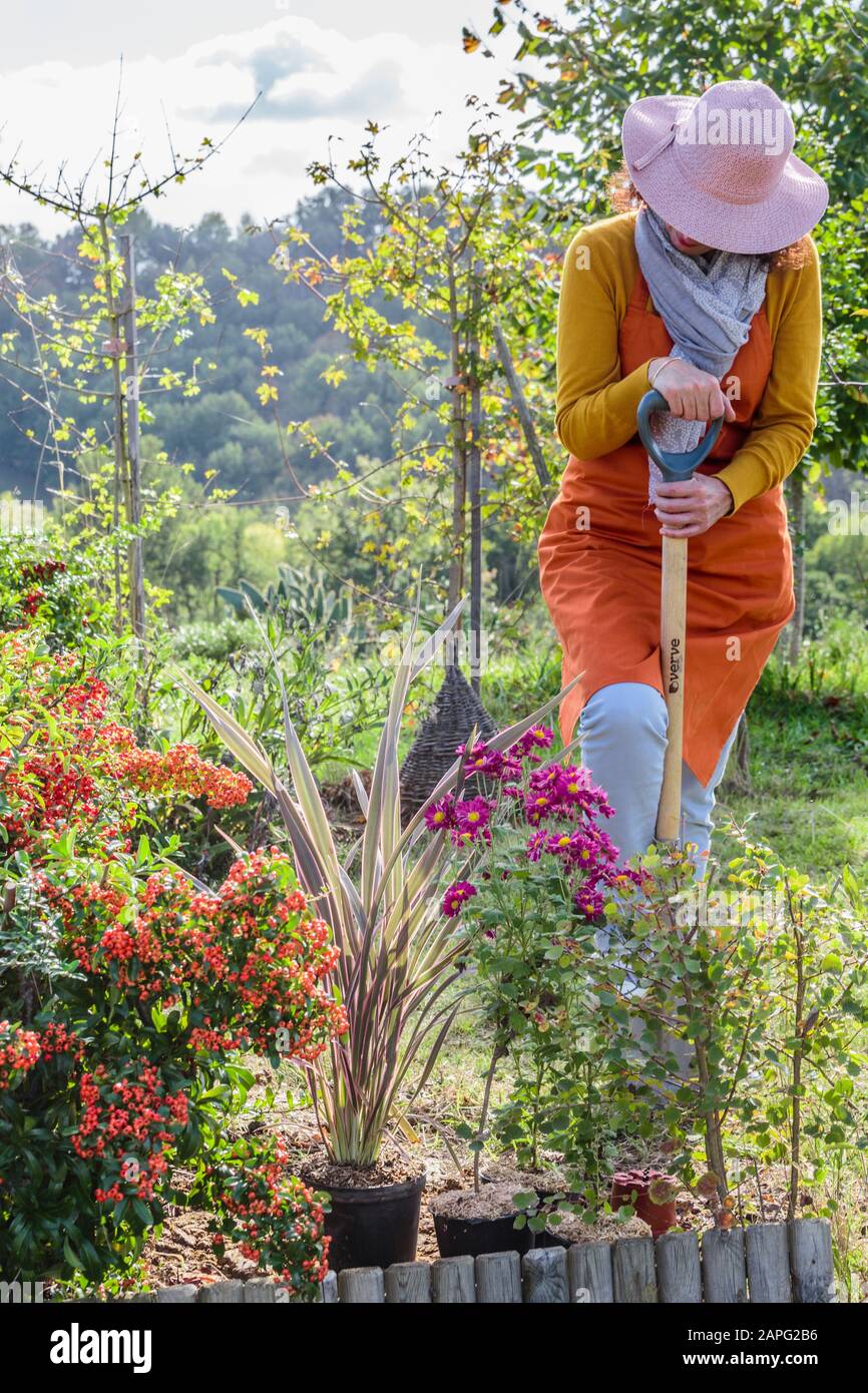 Frau, die vor Herbst ein buntes Chrysanthemum anpflanzen soll, um ein massiv aufzuhellen. Stockfoto