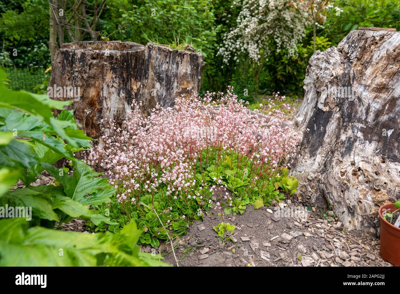 Pyrenäen-Saxifrage (Saxifraga umbrosa) im Frühjahr in Blüte, Pas de Calais, Frankreich Stockfoto