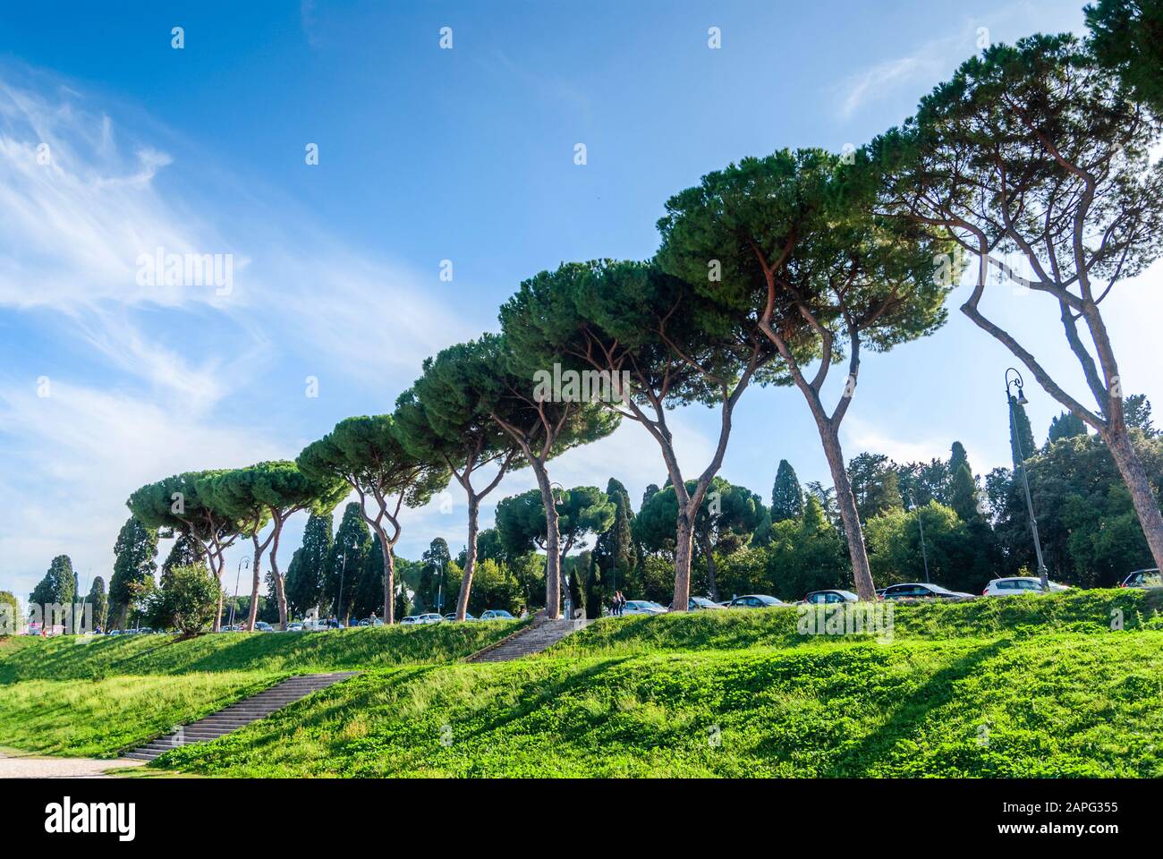 Italienische Steinpinien Pinus Pinea auch bekannt als Regenschirm Pines und Parasolpinien, hohe Bäume in der Nähe des Aventine Hill, Rom. Italien. Stockfoto