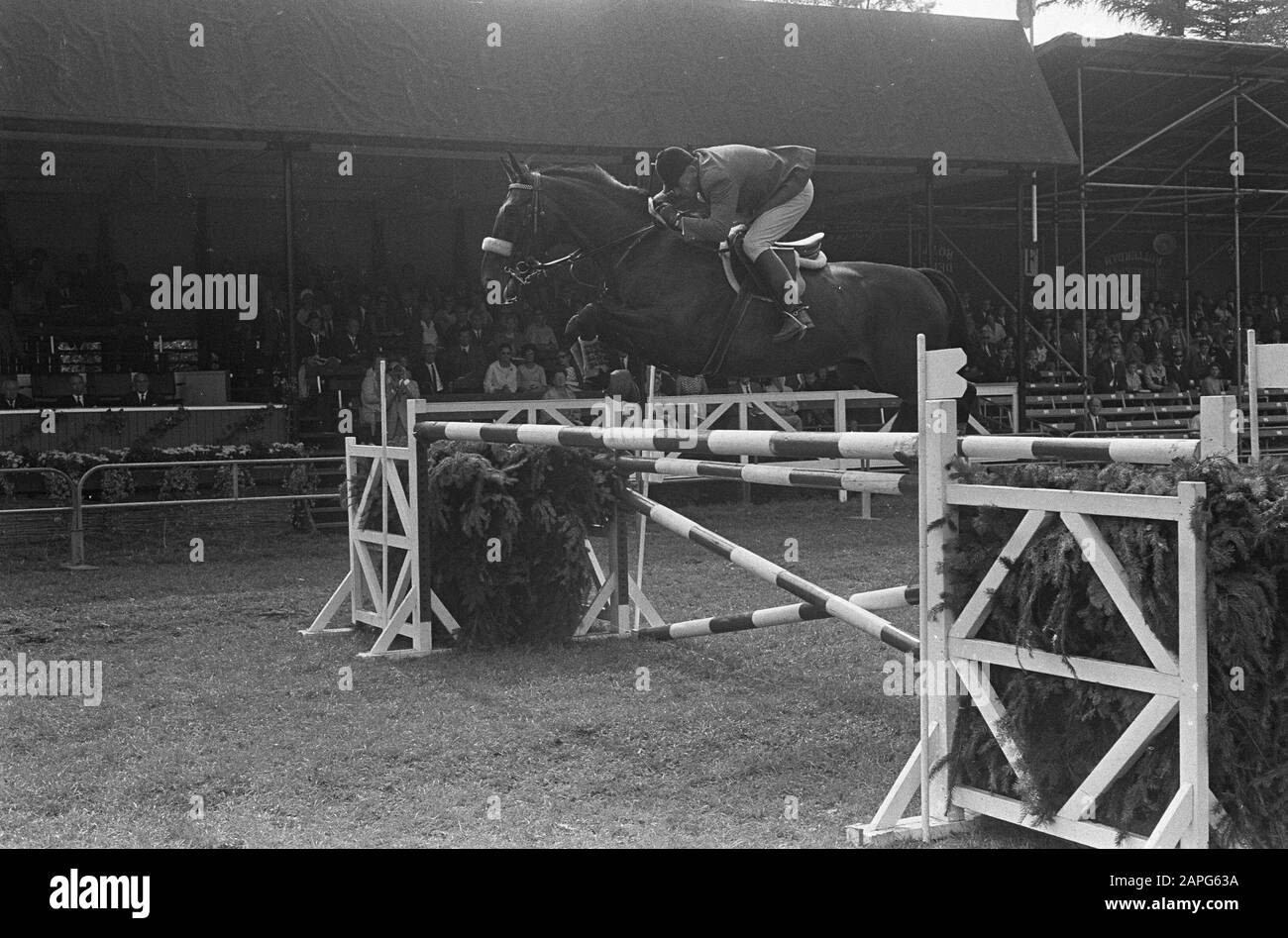 CHIO in Rotterdam. Anton Ebben in Aktion mit Pferd Kairouan Datum: 27. August 1967 Ort: Rotterdam, Zuid-Holland Stichwörter: Reitername: Ebben, Anton Institutionenname: CHIO Stockfoto