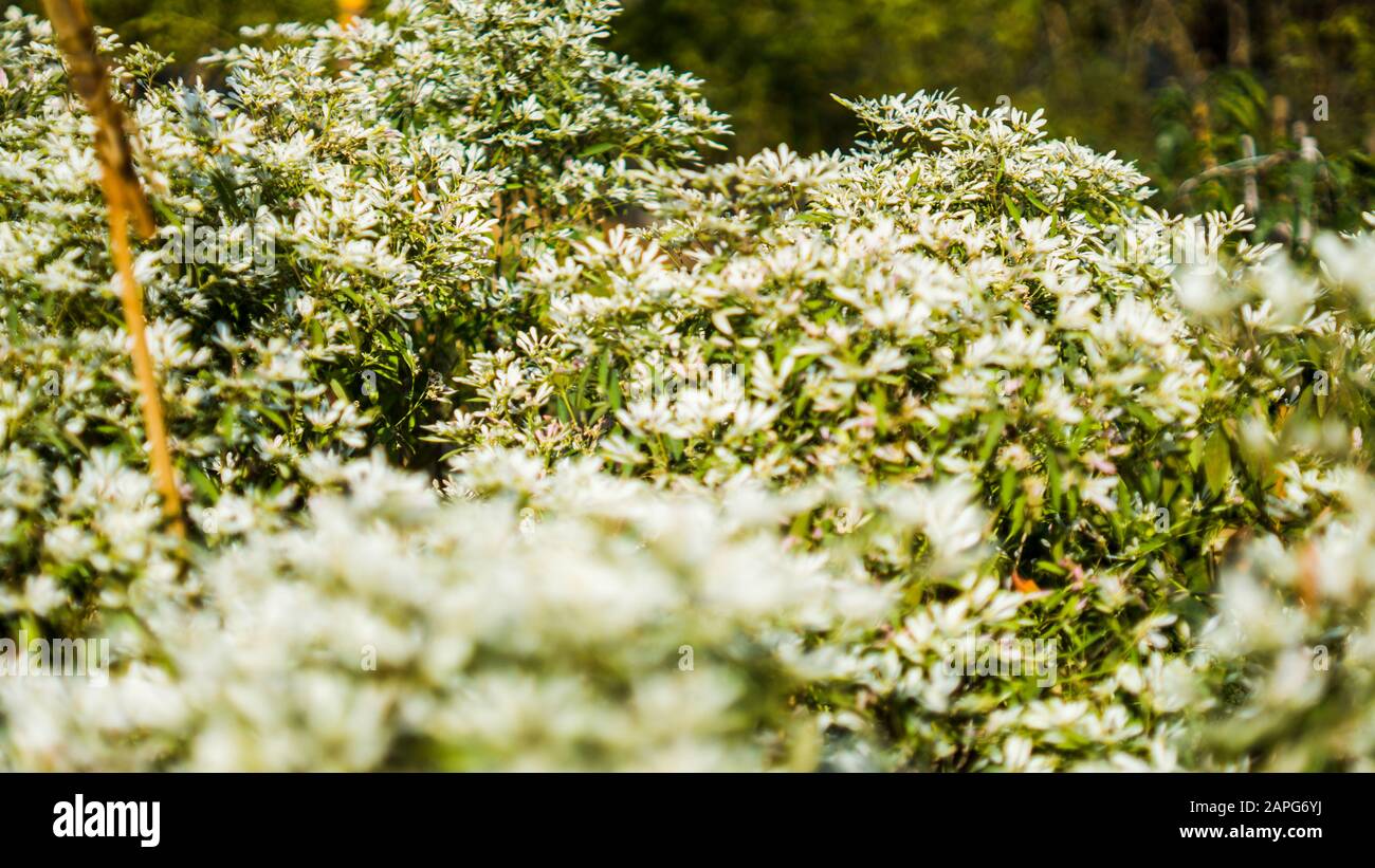 Osteospermum Ecklonis oder Kap-Marguerit-Pflanzen. Dimorphotheca ecklonis oder Osteospermum, ist eine Zierpflanze. Schöne weiße Blumen von Osteosperm Stockfoto