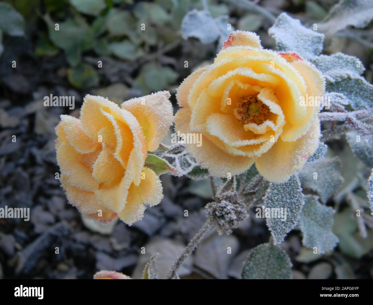 Nahaufnahme von Rosa Drift Rosen (Pfirsich/Aprikosendeckerrose), mit Frost bedeckt, Lavendel im Hintergrund Stockfoto