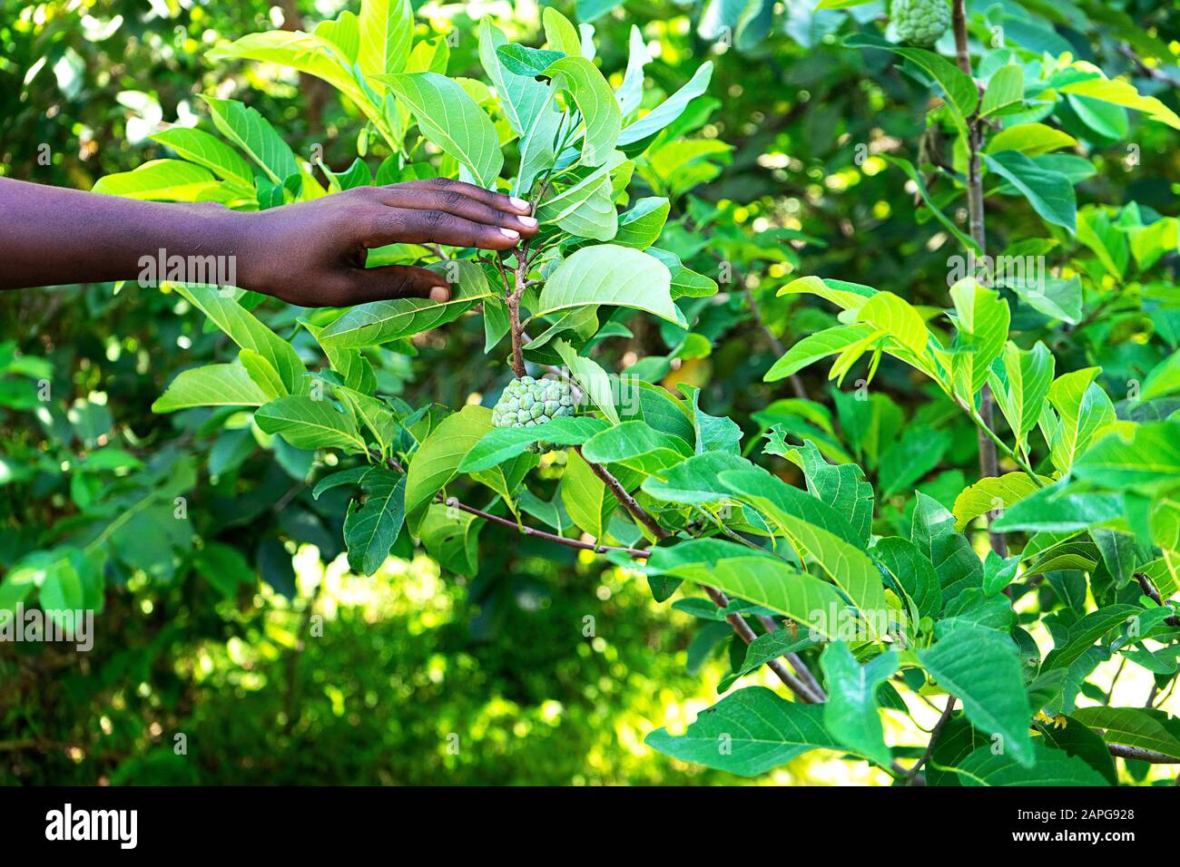 Nahaufnahme der hand afrikanischer Menschen, die eine exotische Pflanze auf tropischem Sommerhintergrund hält. Reisekonzept. Selektiver Fokus. Stockfoto