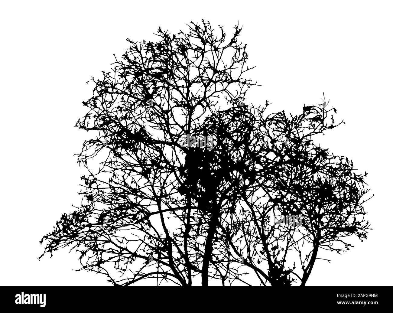 Silhouette eines Baums ohne isolierte Lamellen auf weißem Hintergrundvektor Stock Vektor