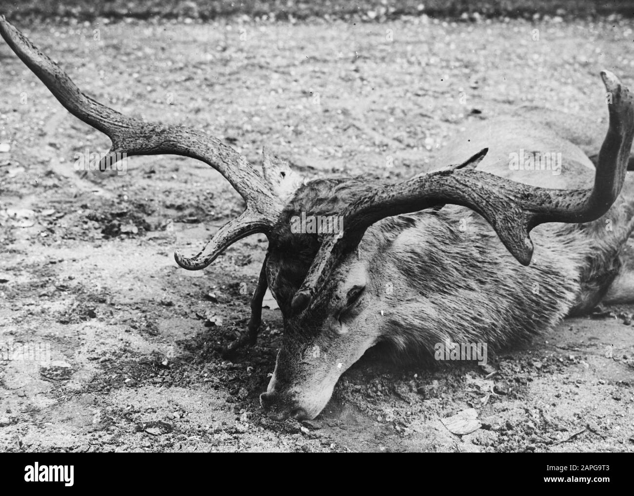 Abnorme Geweihbildung aufgrund von Schäden an den Fortpflanzungsorganen Datum: Undatierte Stichwörter: Geweih, Säugetiere Personenname: Cowdeer Stockfoto