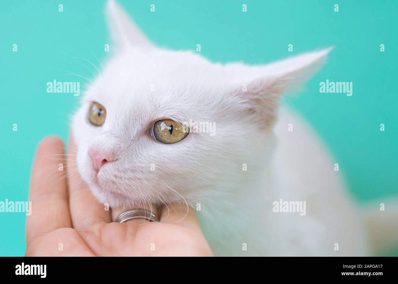 Hand rührend süß neugierig weiße Kätzchen auf Menthol-Farbhintergrund. Freund, Haustier, Allergie, Zärtlichkeit, Einsamkeitskonzept Stockfoto