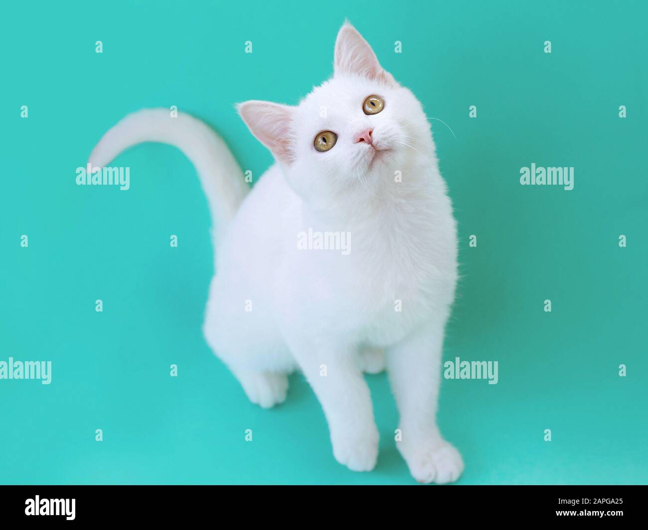 Süß süß neugierig weiße Kätzchen auf Menthol-Farbhintergrund. Freund, Haustier, Allergie, Einsamkeitskonzept Stockfoto