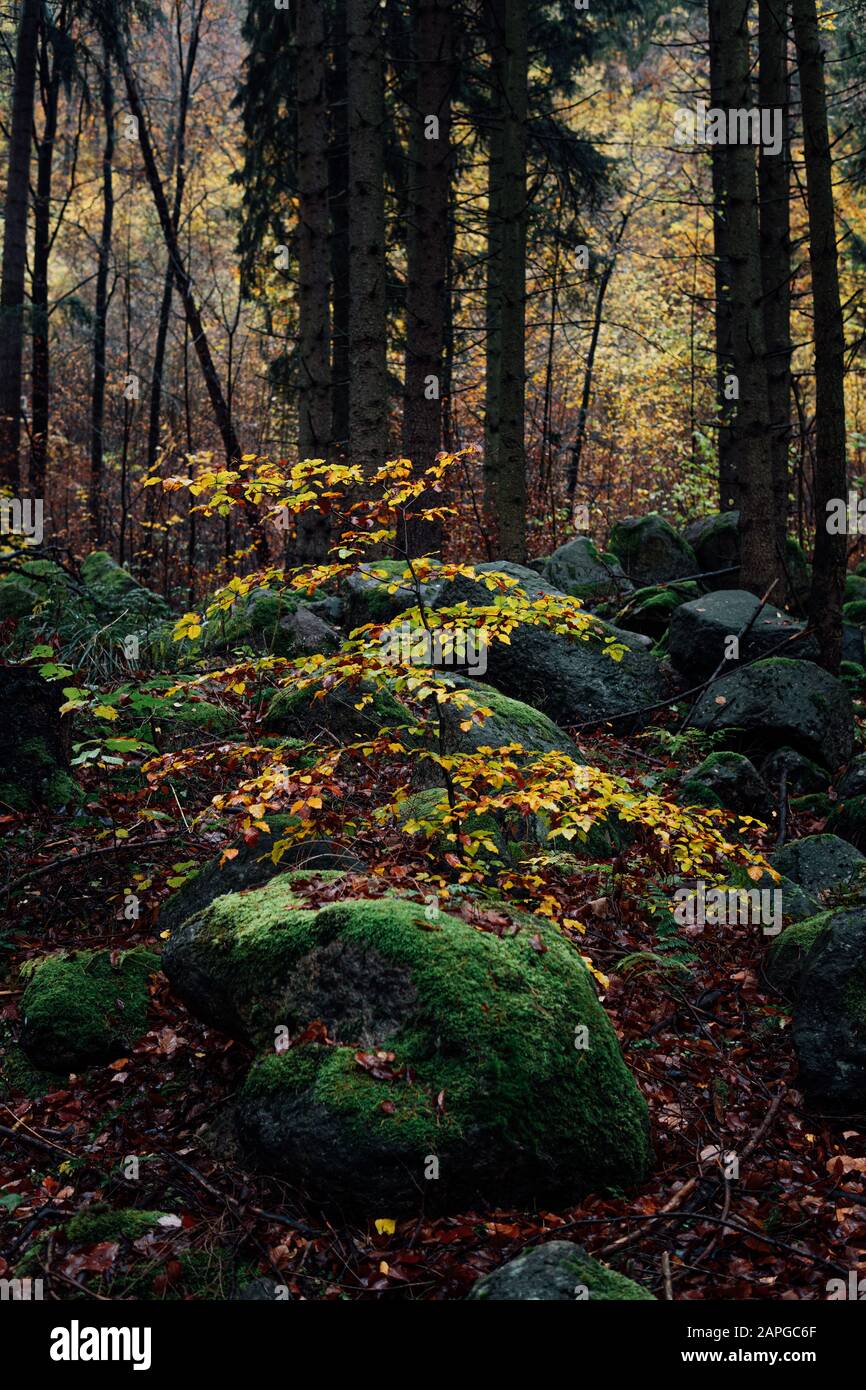 Herbst im dunklen Harz-Wald mit Geröll auf dem Waldboden, Portrait Stockfoto