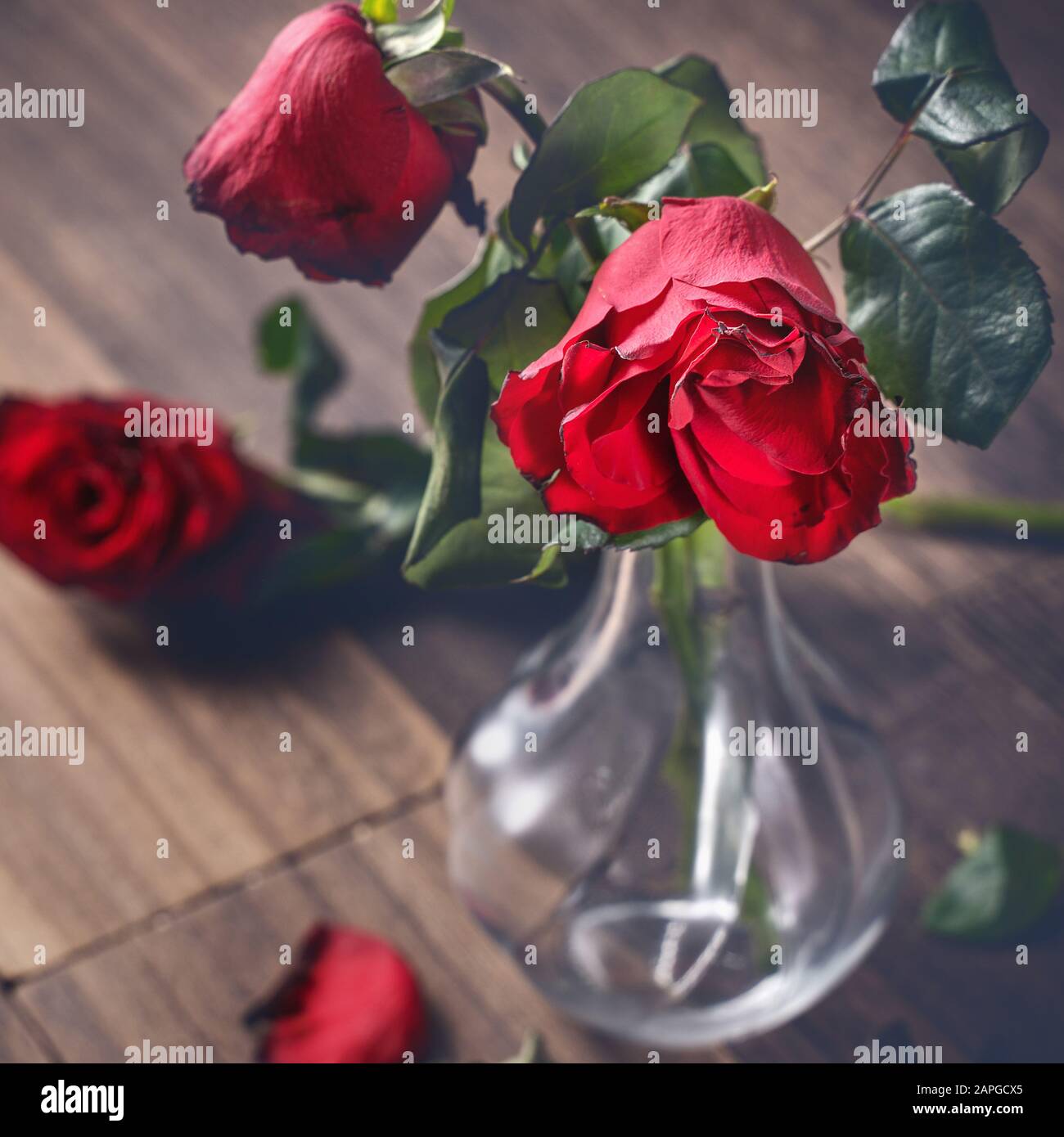 Broken Red Rose On Wooden Stockfotos und -bilder Kaufen - Alamy