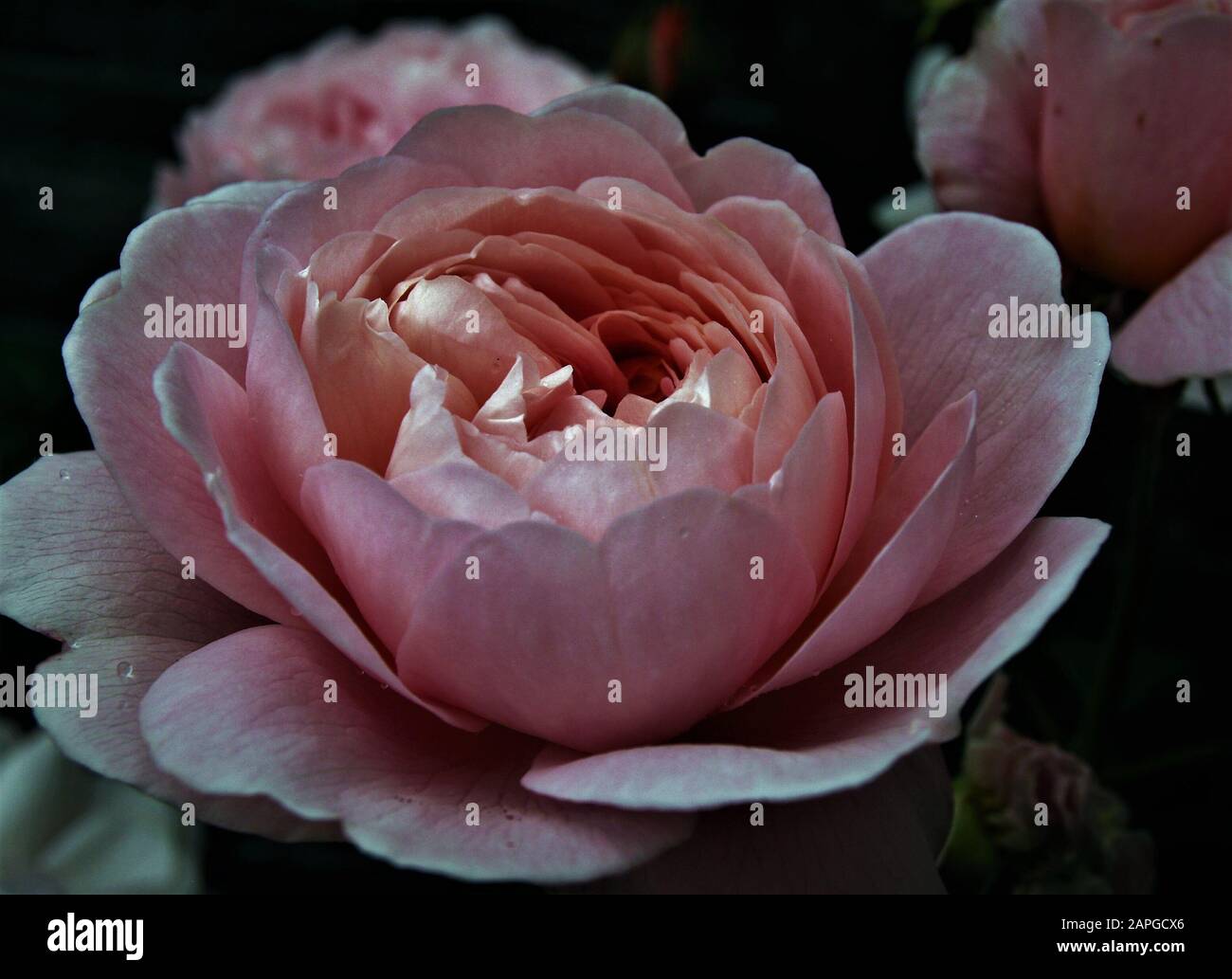 Königin VON SCHWEDEN stieg - David Austin, 2004. Englische Rose, Nahaufnahme, blassrosa; englische Strauch Rose Stockfoto