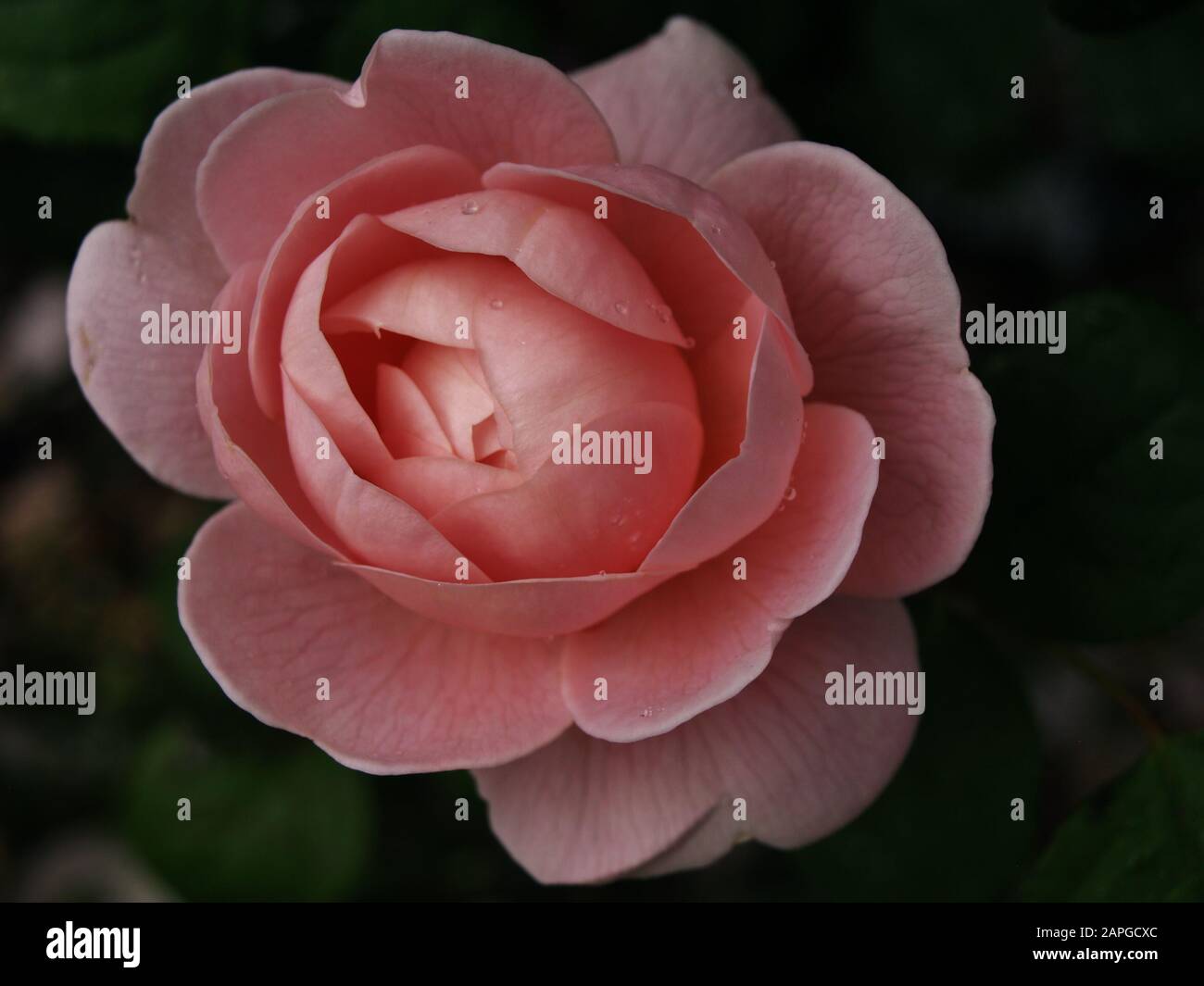 Königin VON SCHWEDEN stieg - David Austin, 2004, English Rose Close Up Stockfoto