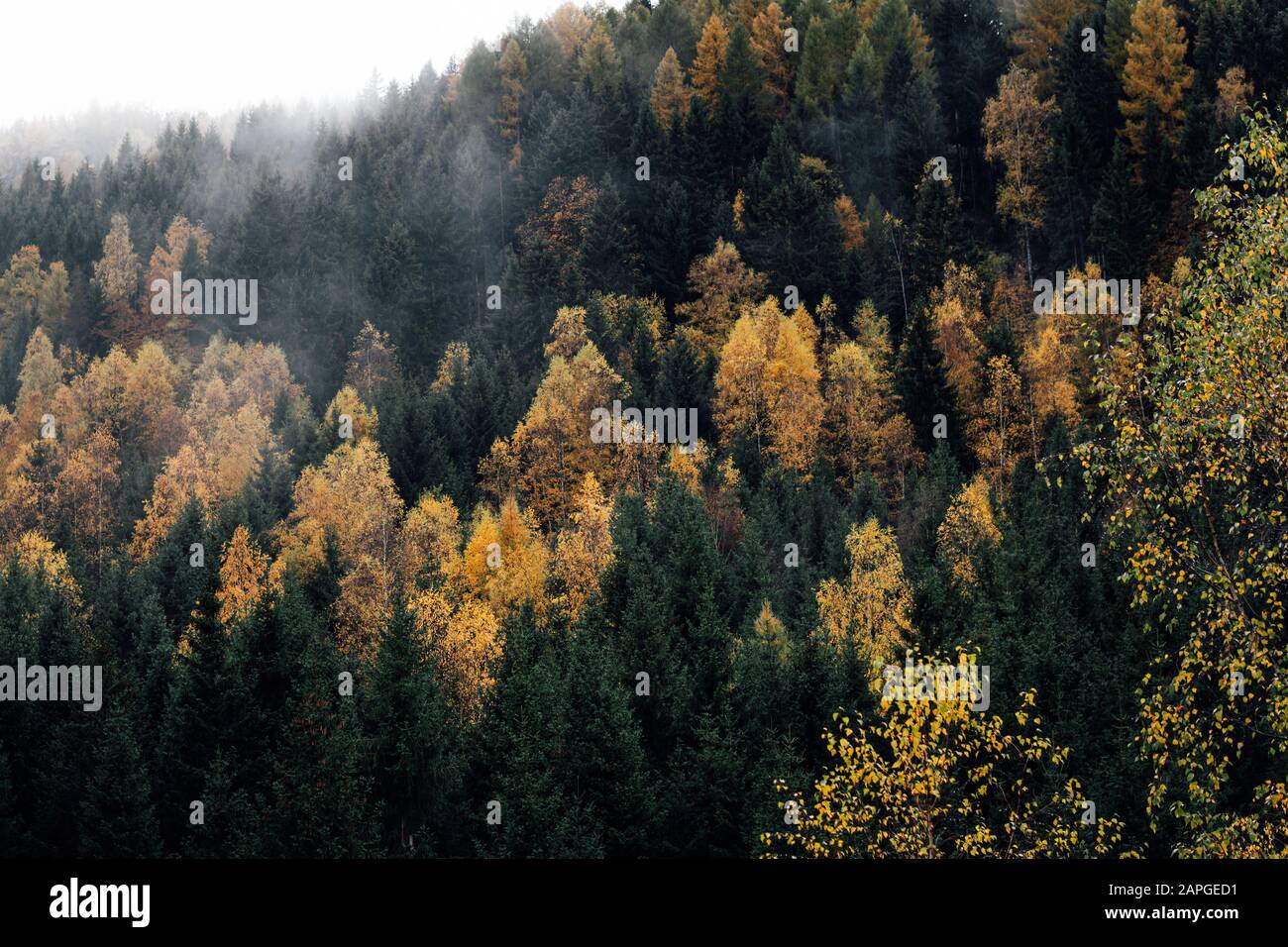 Farbenprächtiges Laub in den Wäldern des Harzes Stockfoto