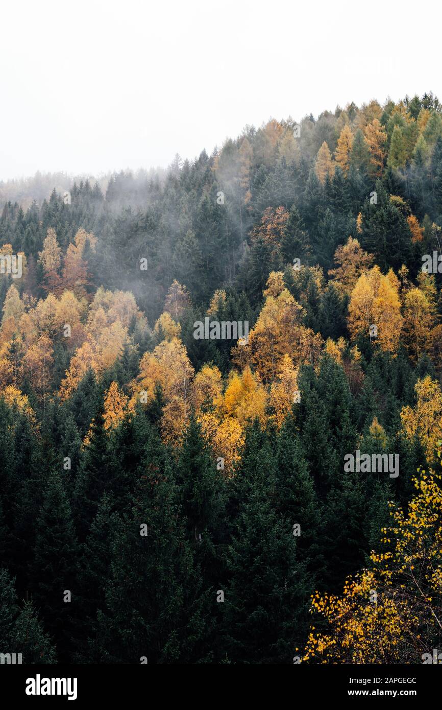 Herbsteindruck über den Wäldern im Harz. Hochformat Stockfoto