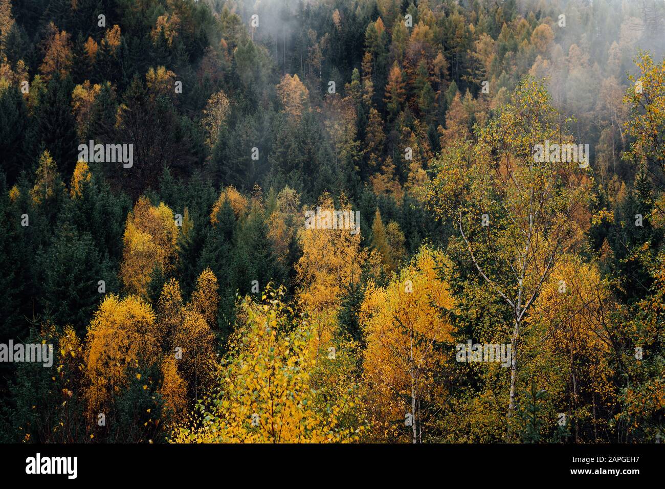 Herbsteindruck über den Wäldern im Harz Stockfoto