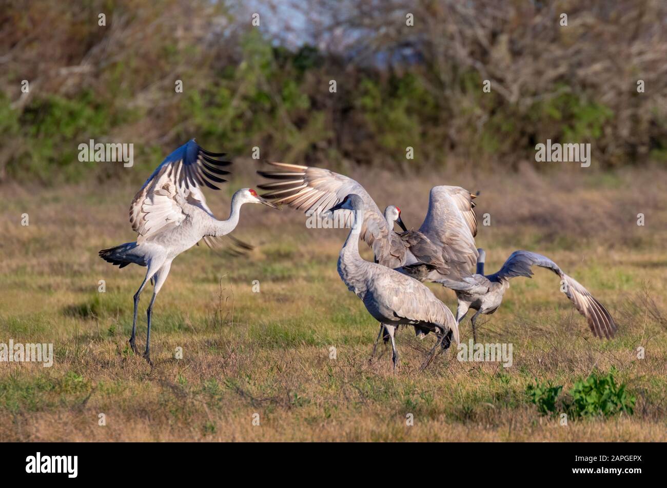 Sandhill Kraniche (Antigone canadensis) tanzen, Galveston, texas, USA. Stockfoto