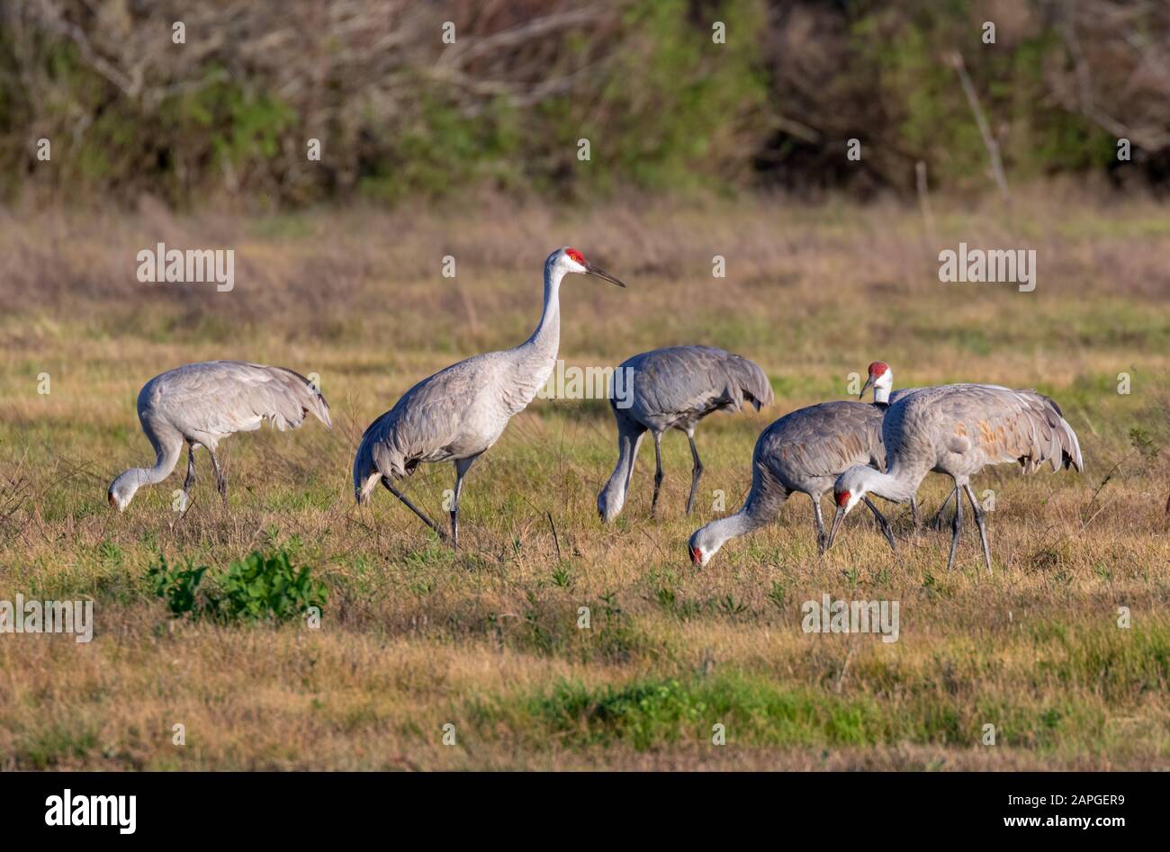 Gruppe von Sandhügelkranen (Antigone canadensis), die sich auf der Wiese ernähren, während man die Umgebung beobachtet, Galveston, Texas, USA Stockfoto