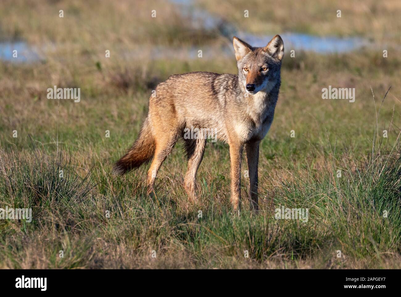 Coyote (Canis latrans), ein anmaßbarer Naturhybrid mit rotem Wolf (Canis rufus) auf einer feuchten Wiese, Galveston, Texas, USA. Stockfoto