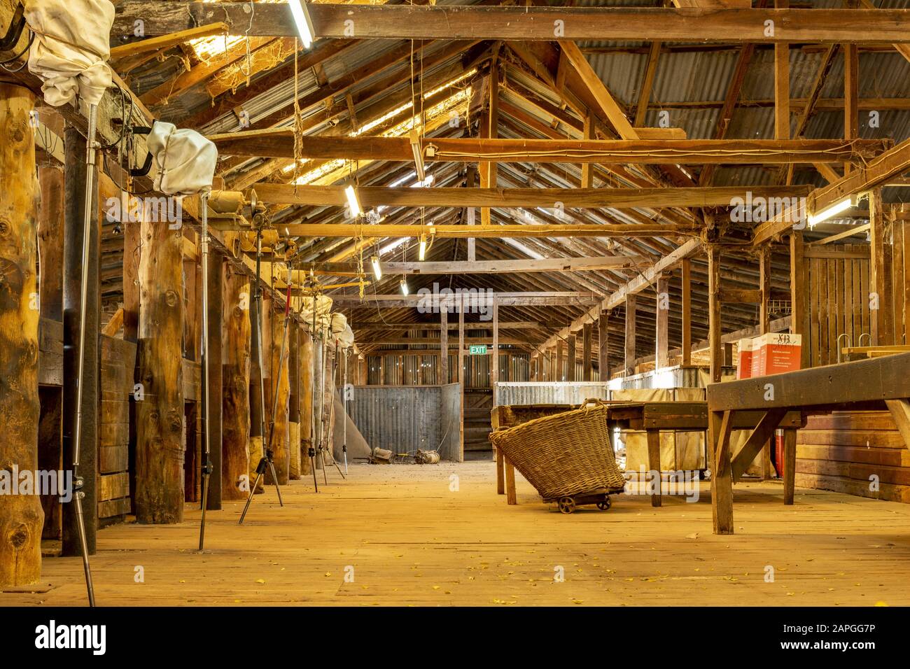 Indoor-Schaffarm in Australien unter künstlichem Licht Stockfoto