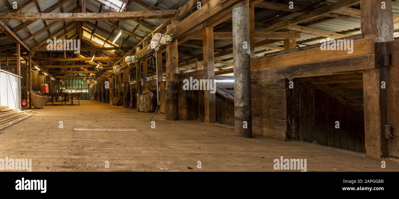Weitaufnahme eines Schafgestüts im äußersten Nordwesten des Bundesstaates New South Wales, Australien Stockfoto