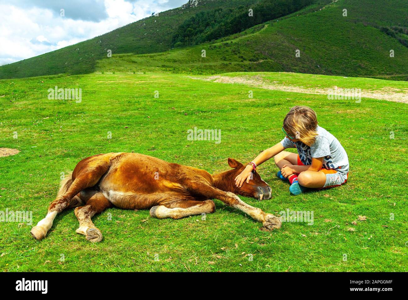 Interaktion mit menschlichen Tieren, Adoleszenz streichelt Fohlen liegend Stockfoto