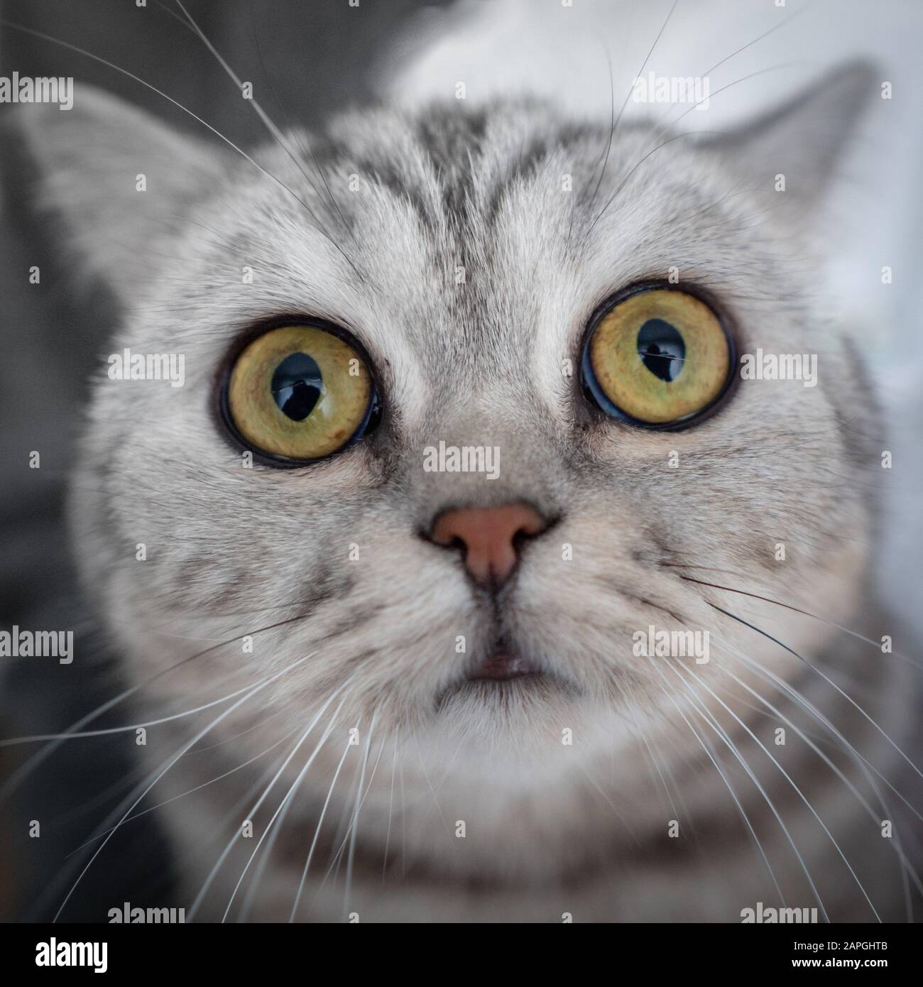 Überraschte gestreifte Katze schaut direkt in die Kamera und schnüffelt sich an der Nase. Porträt des Kopfes einer Katze Nahaufnahme, Fischauge Stockfoto